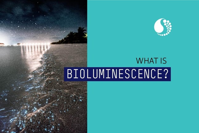 bioluminescence