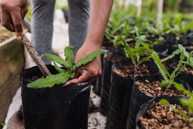 planting trees, earth day