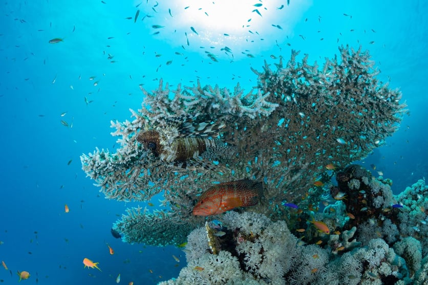 Coral reef in the red sea