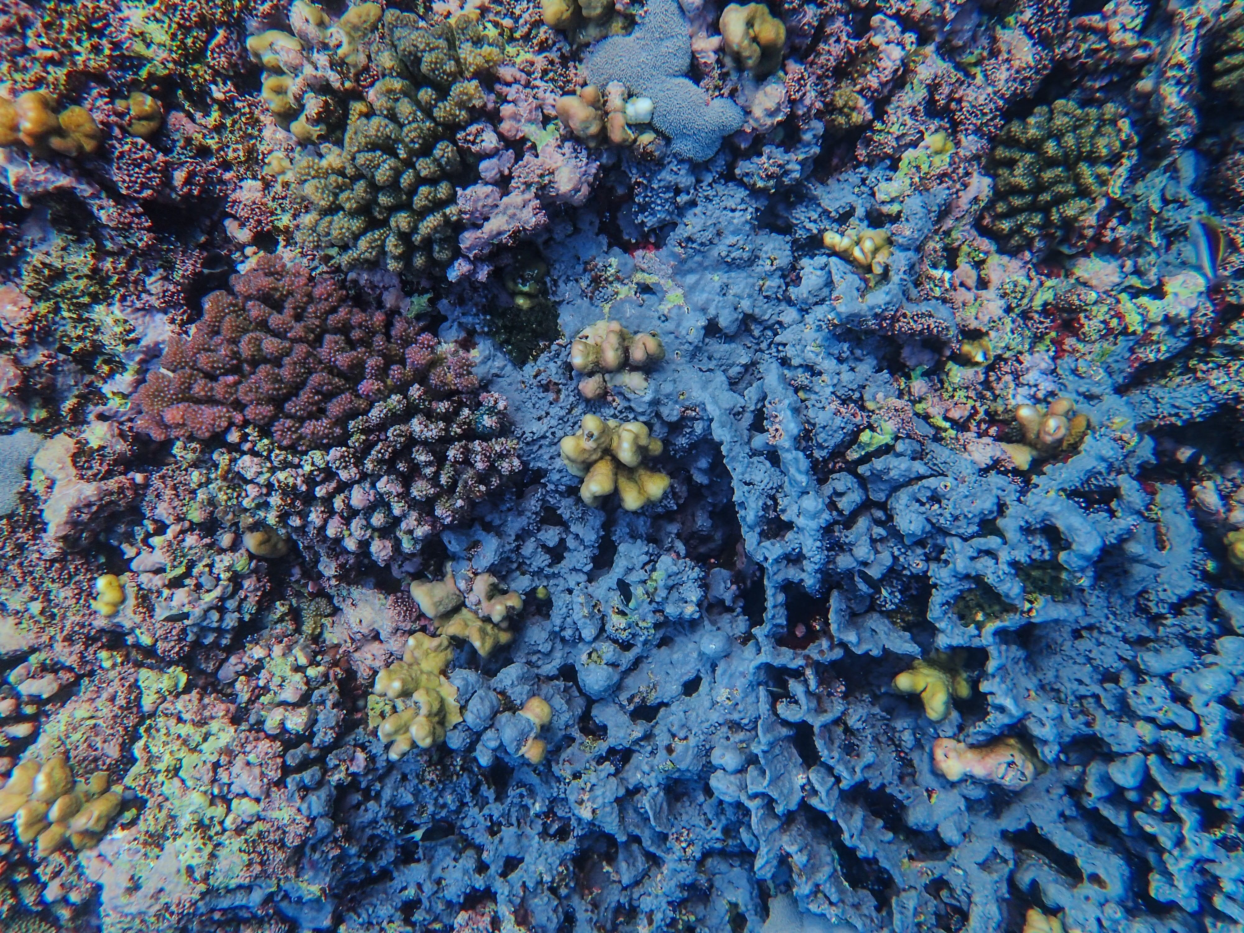 Coral reef
