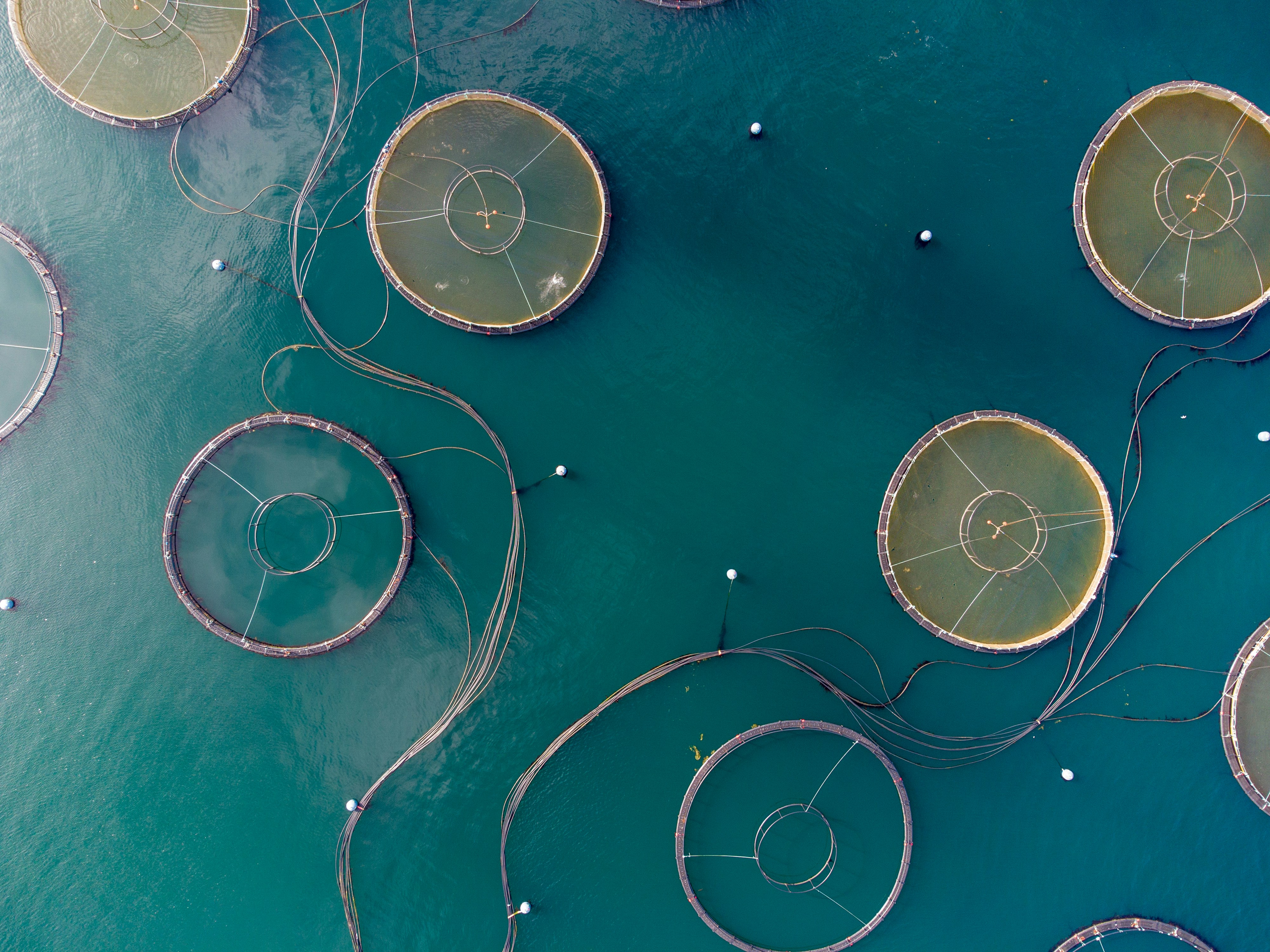 Aquaculture fisheries farm in ocean or freshwater