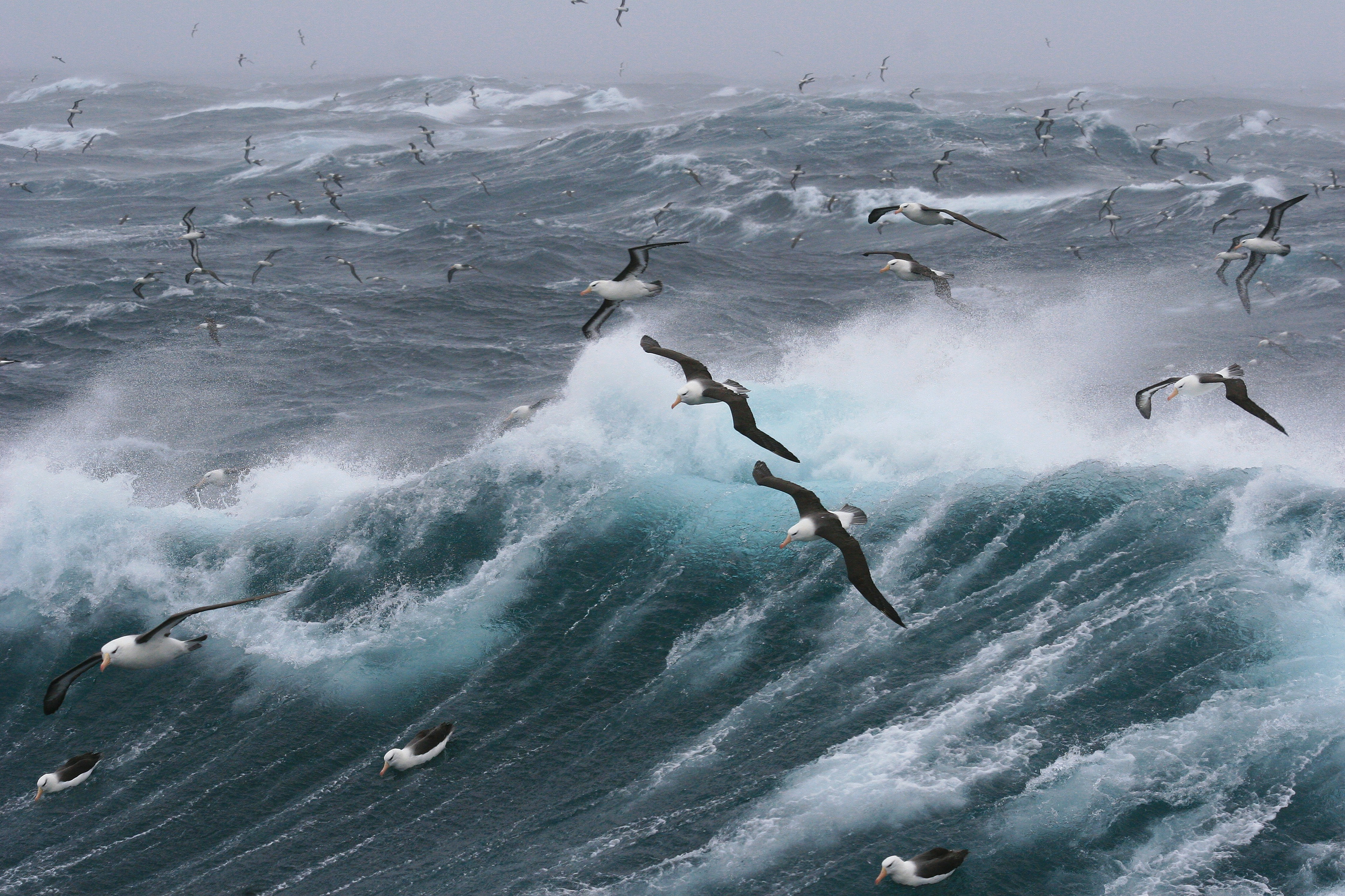 Birds flying over stormy waters in the ocean