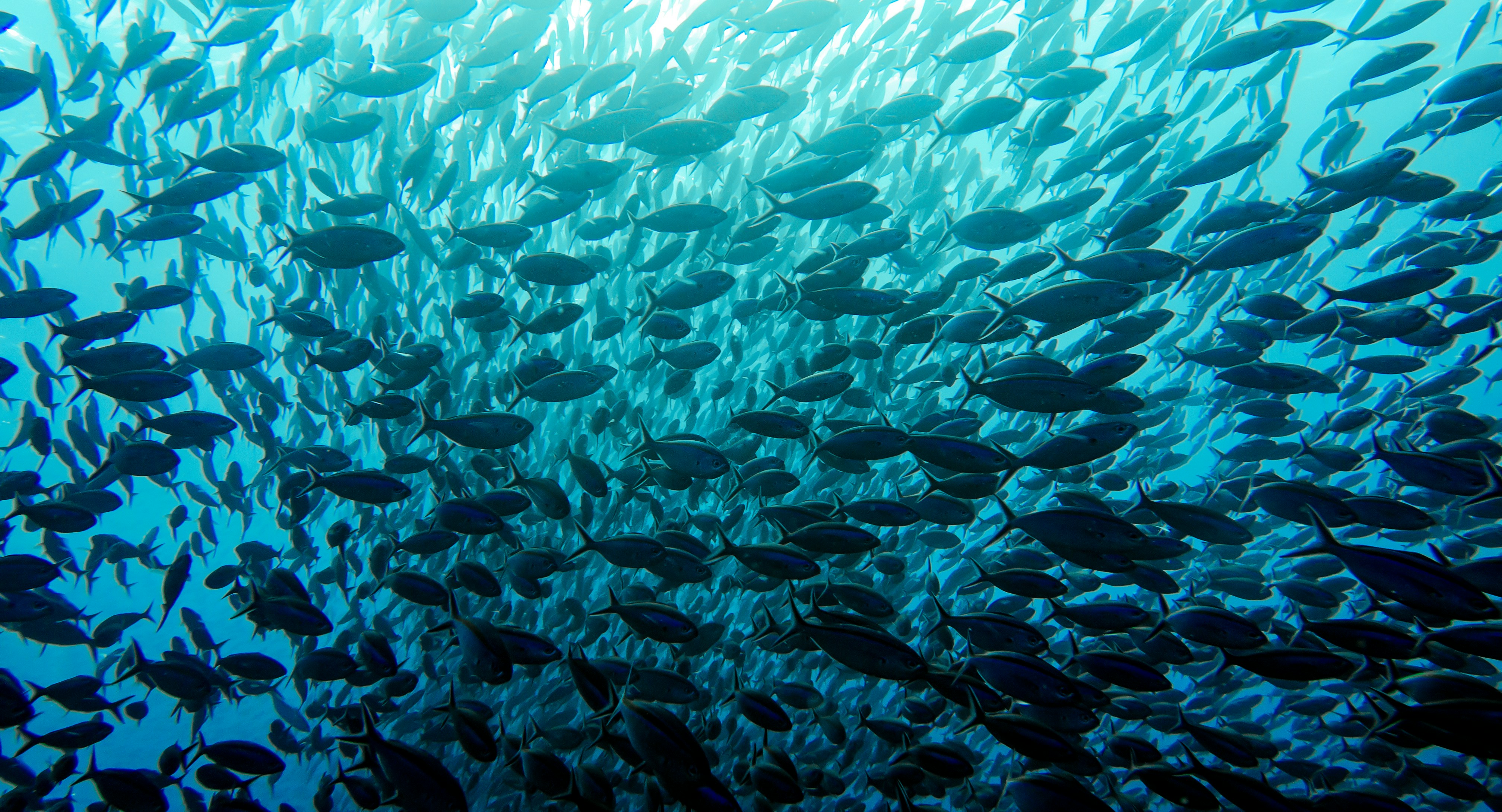 Fish shoal in the ocean or a lake