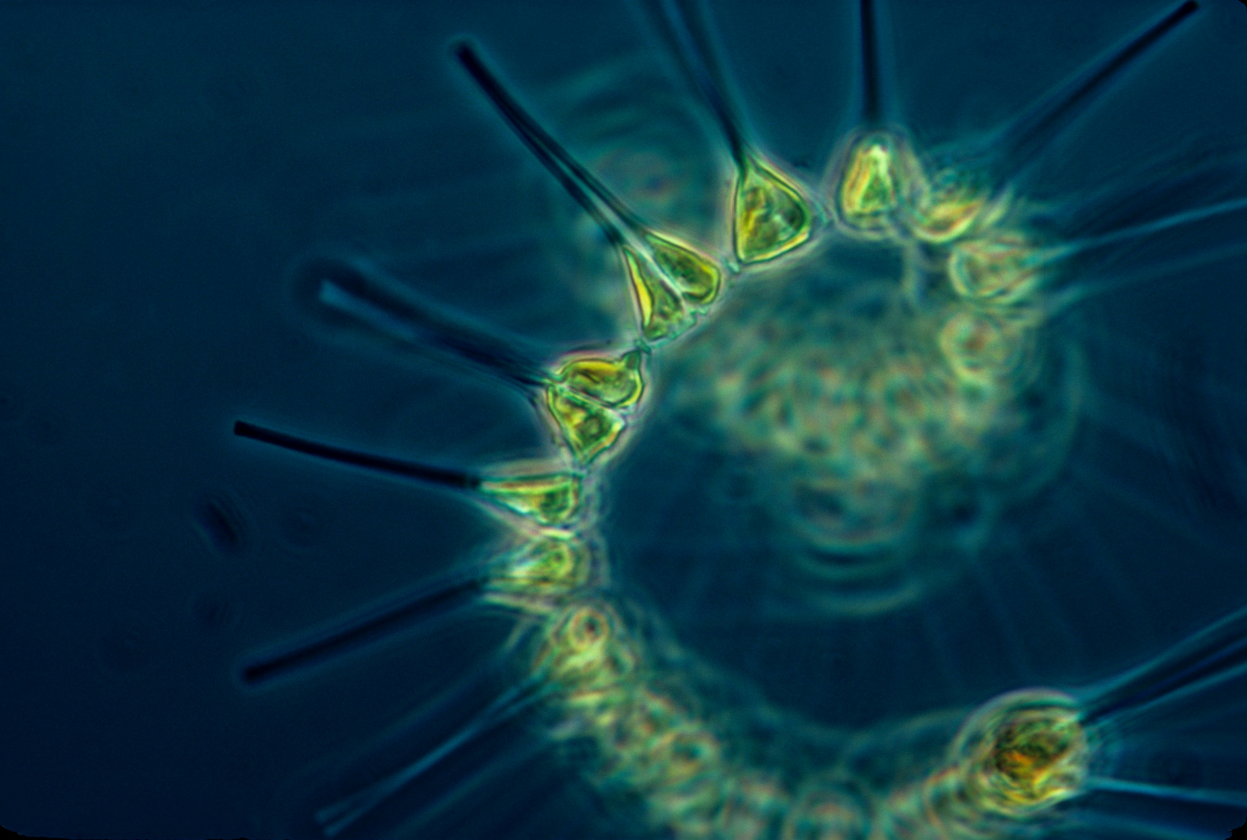 Phytoplankton in the ocean