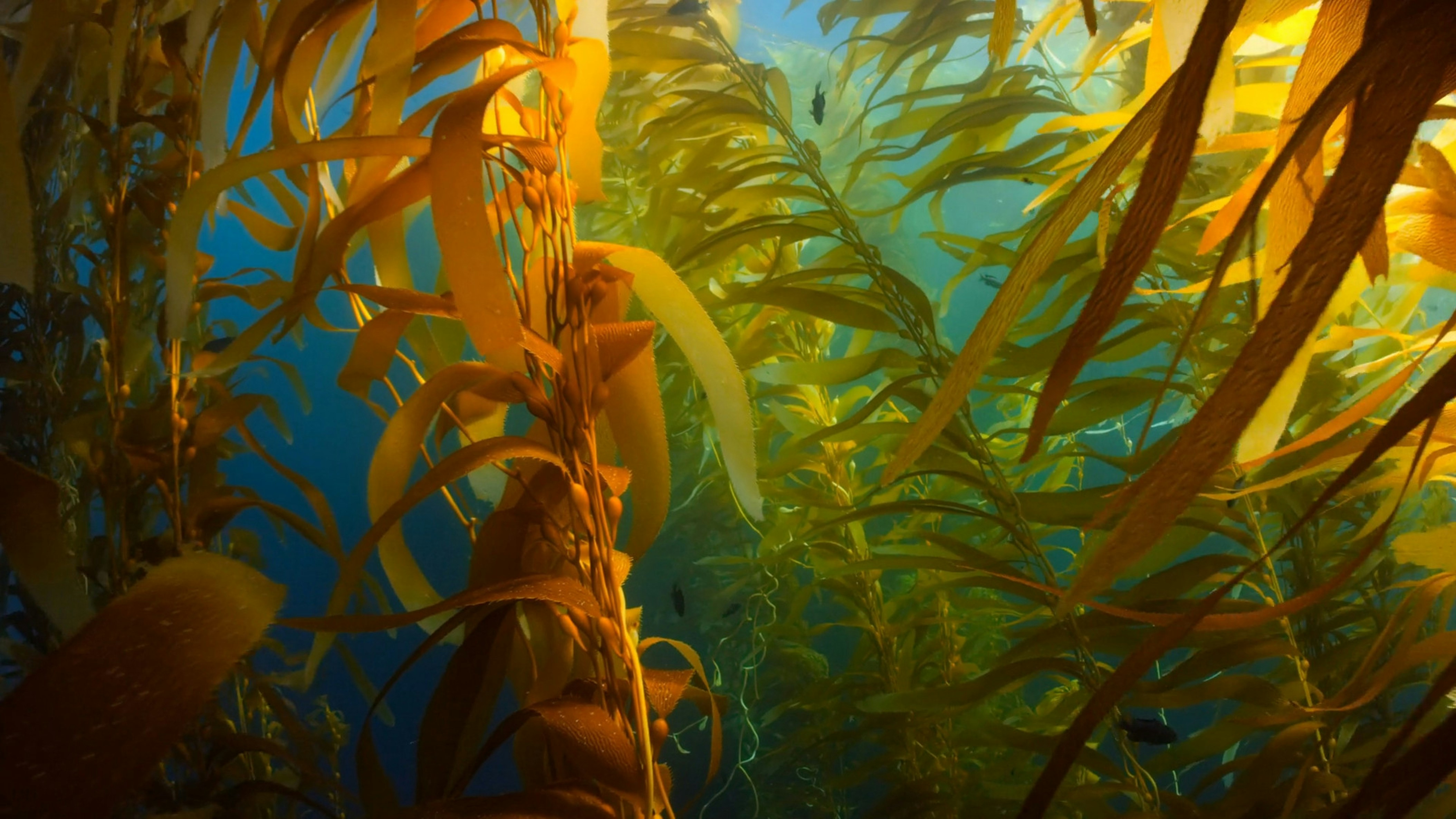 Nitrate kelp measurement