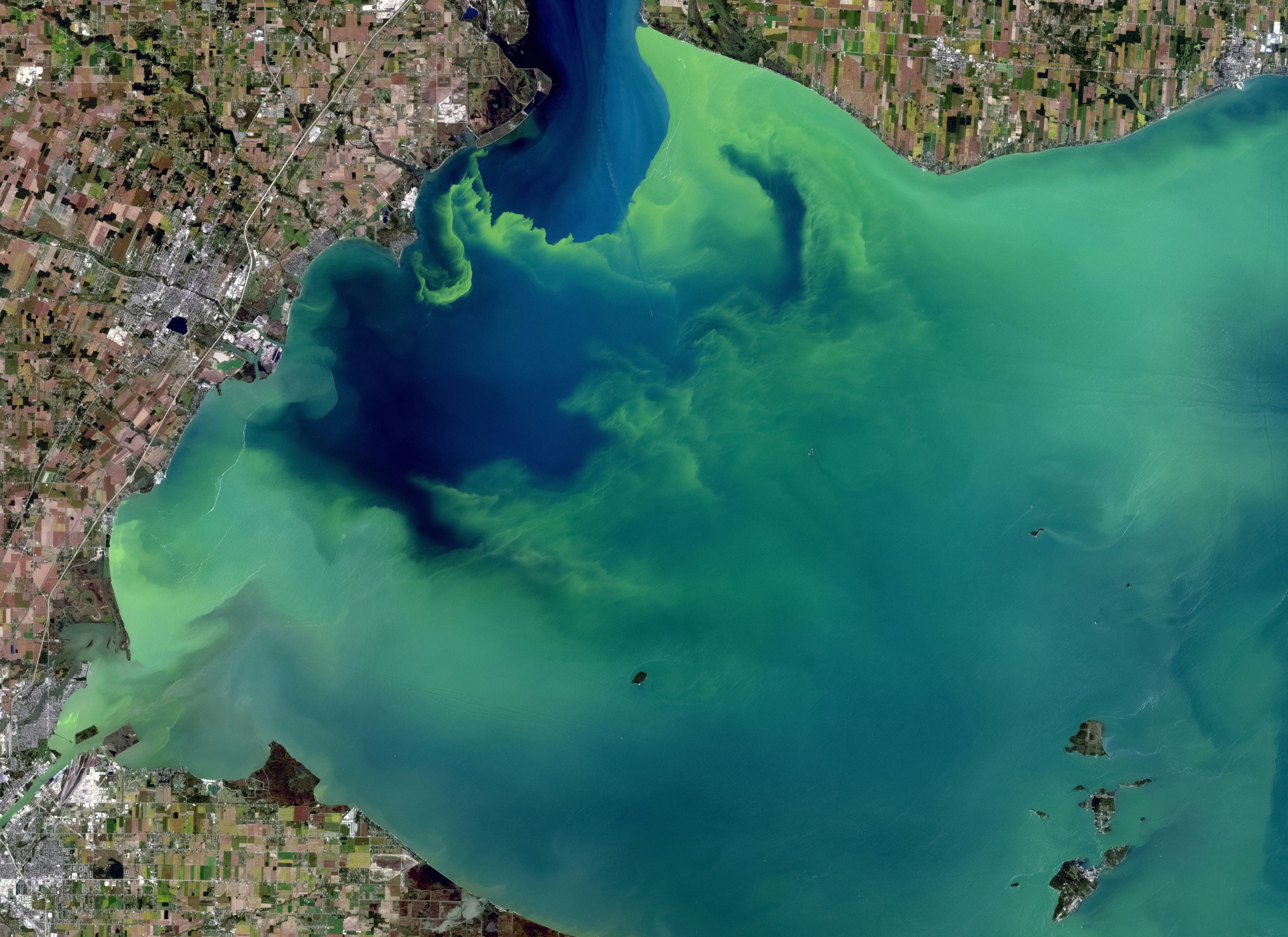 Harmful algal bloom