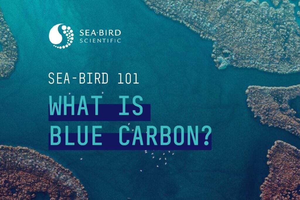 Sea-Bird 101: What is Blue Carbon?