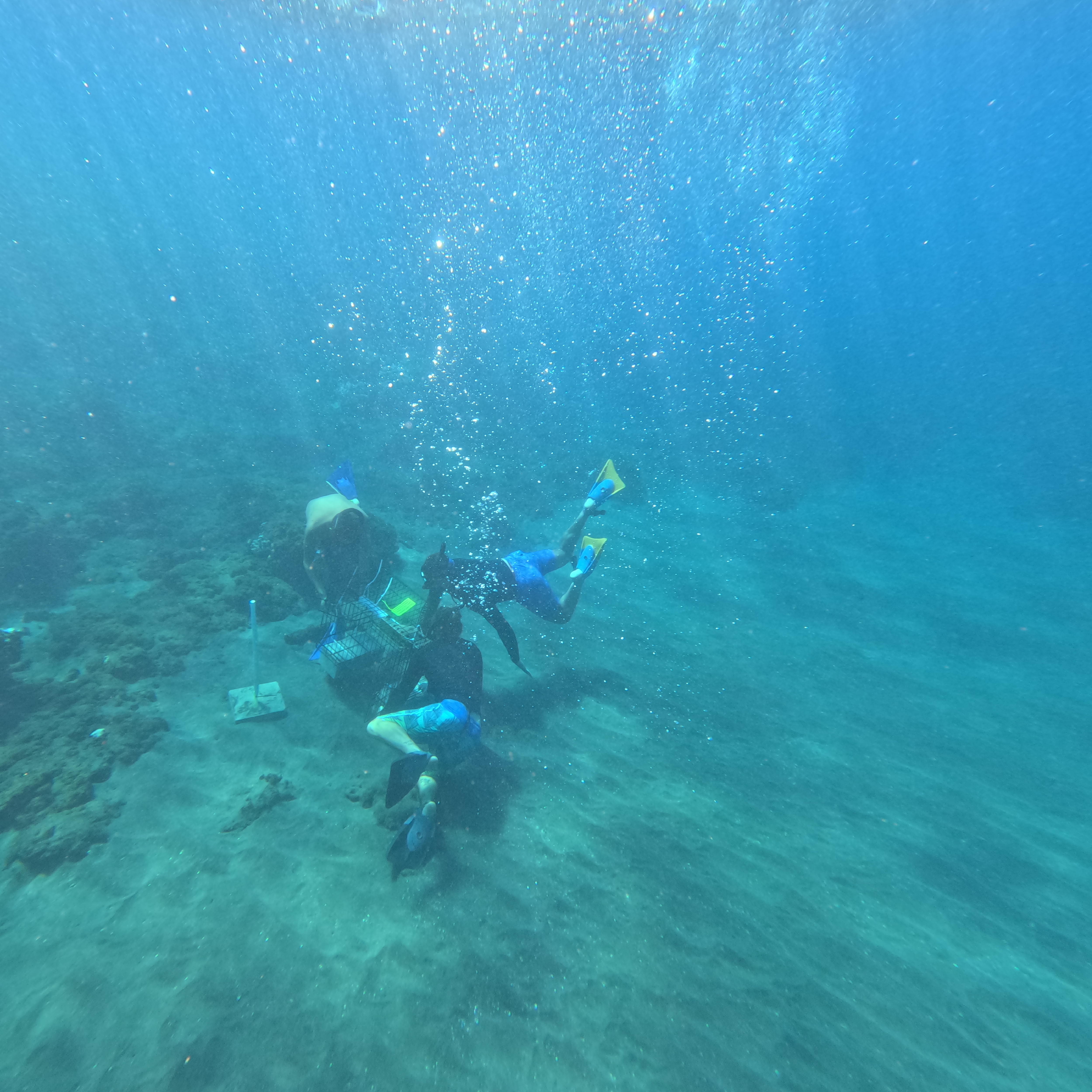 Case Study: Understanding the Implications of the Lahaina Wildfire on Coastal Water Quality with the HydroCAT-EP V2