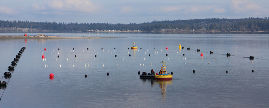 Buoys marking the site boundaries