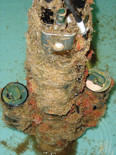 Sea-Bird Scientific SBE 16plus SeaCAT CTD after recovery. Outside of the CTD encrusted, but intake to Conductivity sensor clear, indicating that inside of cell is clear as well.