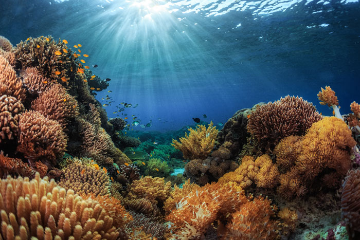 A graphic showing an array of coral reef monitoring sensors