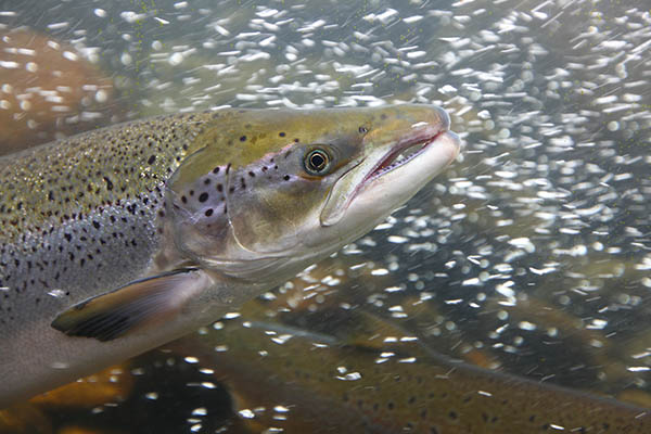 Underwater image of salmon aquaculture