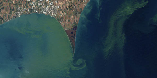 An aerial view of algal bloom by a coastline